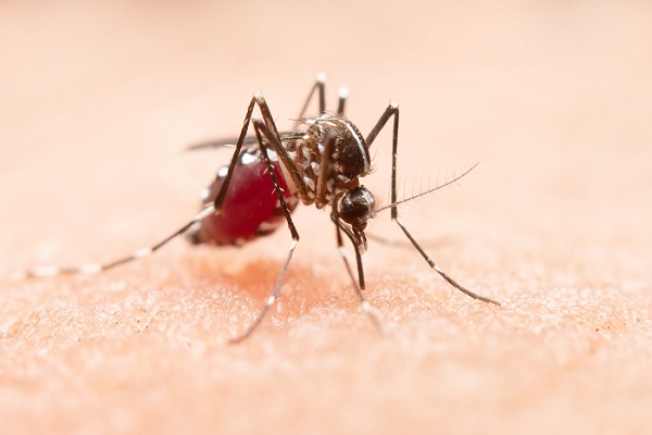 dengue - un mosquito succionando sangre de una persona