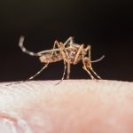 dengue - un mosquito picando la piel de una persona