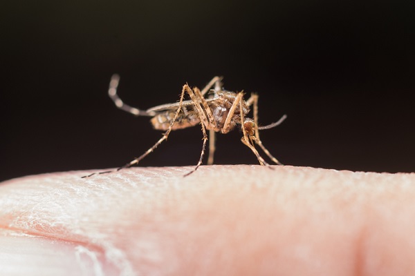 Dengue: síntomas, tratamiento y prevención para proteger tu salud