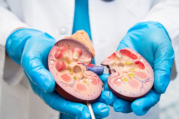 glomerulonefritis, especialista sostiene un riñón de plástico dividido por la mitad