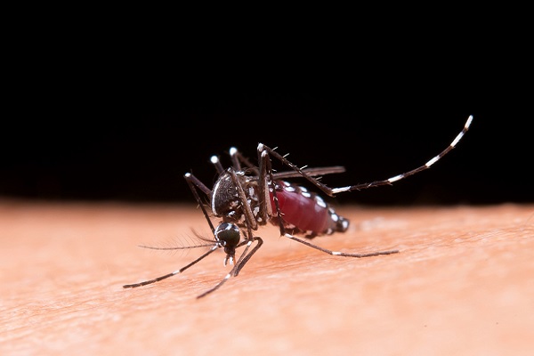 el mosquito que trasmite el dengue succiona sangre de una persona